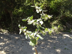 Forestiera macrocarpa