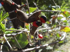 Rhynchosia precatoria