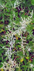 Chenopodium parabolicum