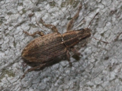 Sitona discoideus