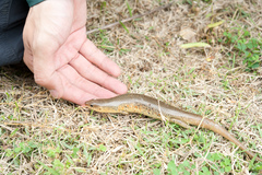 Plestiodon chinensis