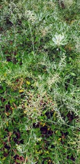 Chenopodium parabolicum
