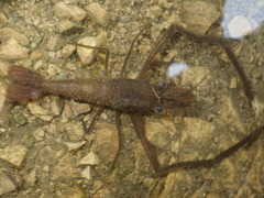 Macrobrachium sintangense