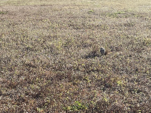 View observation of {o.common_name} on iNaturalist