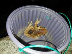 Trachycephalus quadrangulum