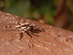 Phaeacius malayensis