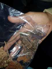 Leptodactylus labrosus