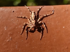 Phaeacius malayensis