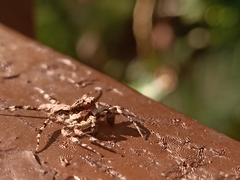 Phaeacius malayensis