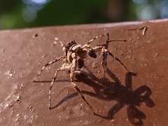 Phaeacius malayensis