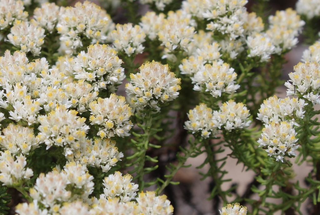 Sand Everlasting