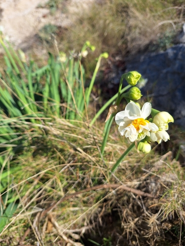 Bunchflower daffodil