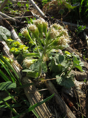 Petasites albus