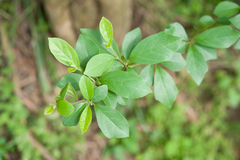 Maclura tricuspidata