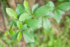 Maclura tricuspidata