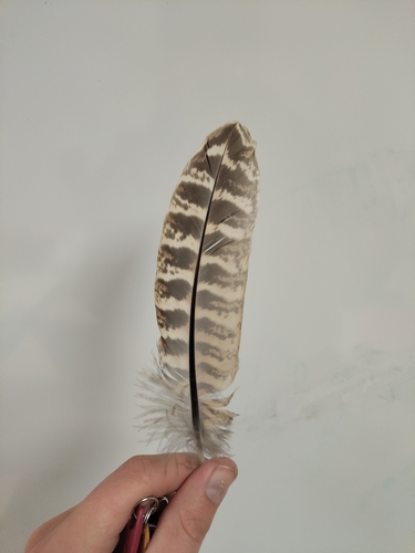 Plume de Faisan de Colchide