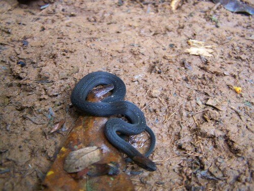 Rustyhead Snake
