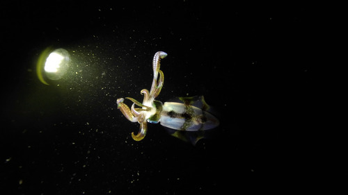 Sepioteuthis lessoniana