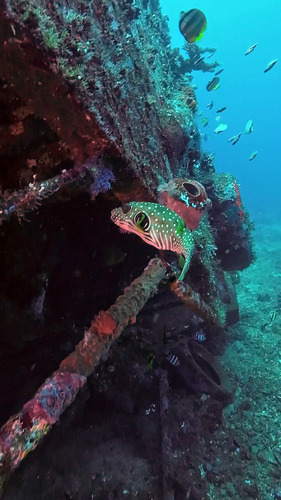 Arothron hispidus