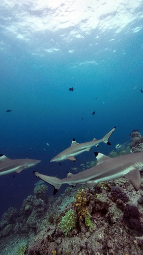 Carcharhinus melanopterus
