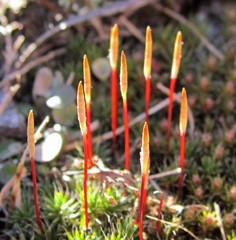Polytrichum piliferum