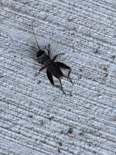 iNaturalist observation photo of Gryllus