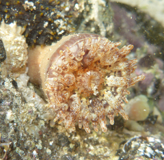 Telmatactis panamensis