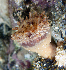 Telmatactis panamensis