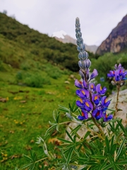 Lupinus