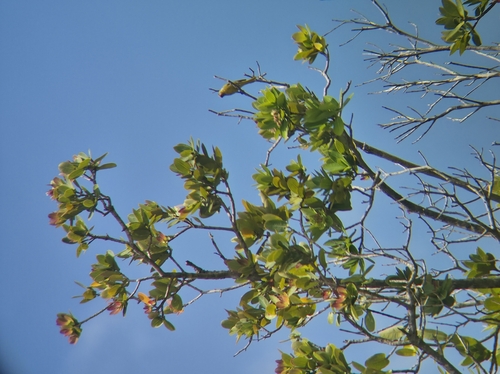 Cape Canary (Serinus canicollis), photo 5