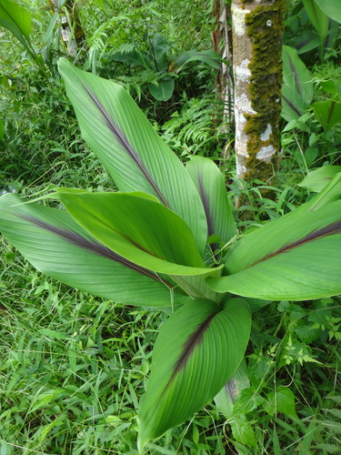 Curcuma zedoaria, photograph 5