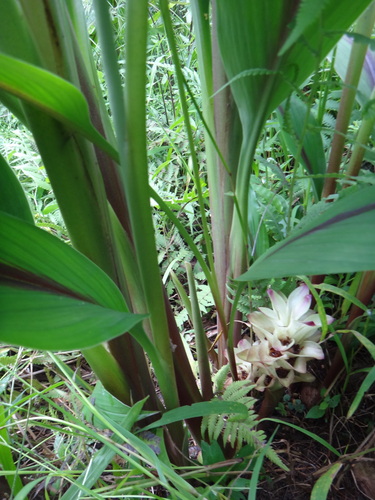 Zedoary (Curcuma zedoaria)