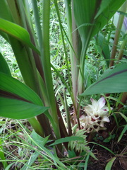 Curcuma zedoaria, photograph (c) 呂一起(Lyu yi-chi), some rights reserved (CC BY)