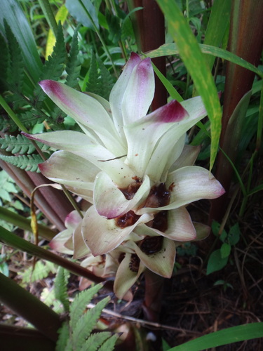 Curcuma zedoaria, photograph 6