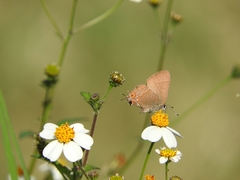 Electrostrymon guzanta