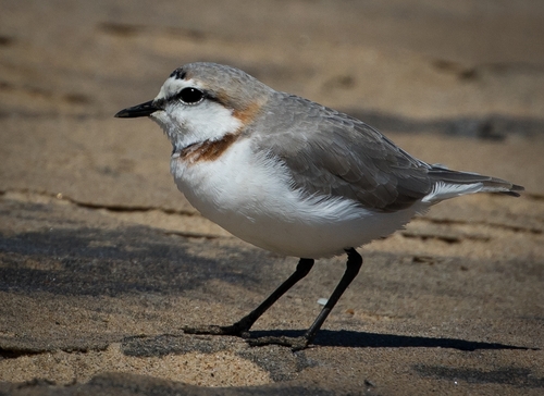 iNaturalist: (c) ugqira52-, some rights reserved (CC BY-NC) iNaturalist image