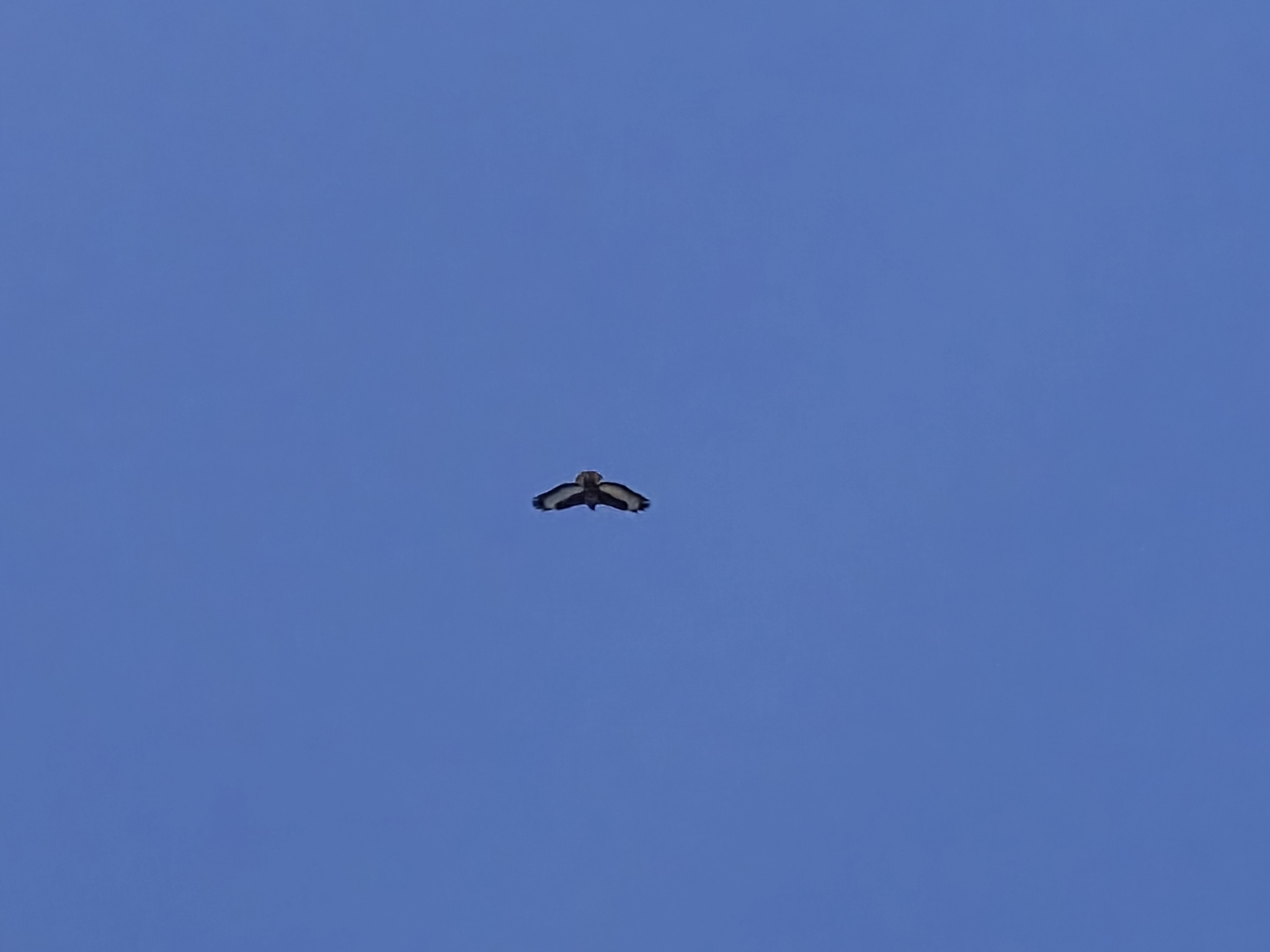Jackal Buzzard (Buteo rufofuscus), photo 3
