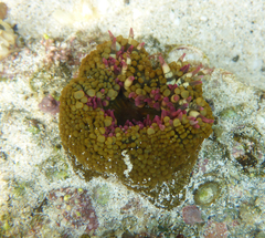 Bunodosoma californica
