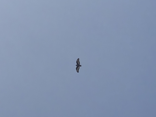 Jackal Buzzard (Buteo rufofuscus), photo 4