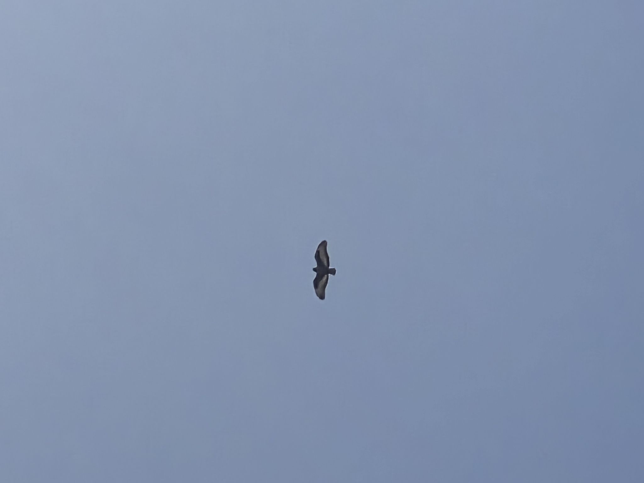 Jackal Buzzard (Buteo rufofuscus), photo 4