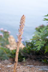 Orobanche coerulescens