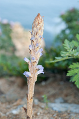 Orobanche coerulescens