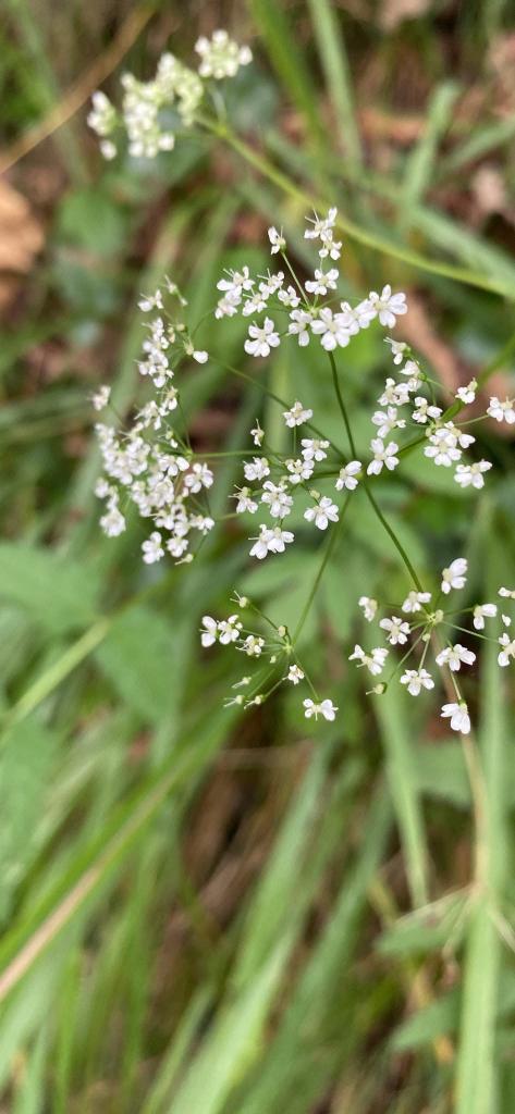 Greater Burnet-Saxifrage (Pimpinella major)