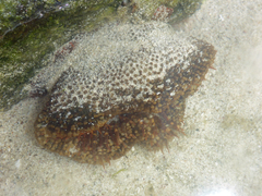 Bunodosoma californica