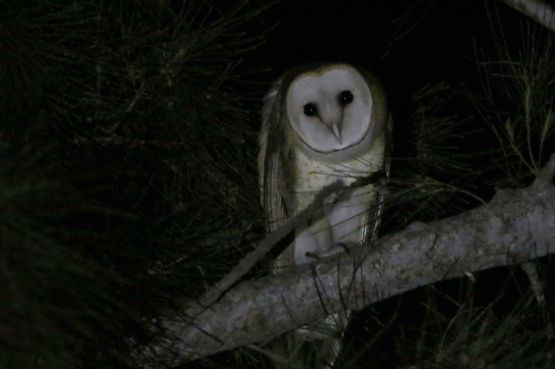 View observation of {o.common_name} on iNaturalist