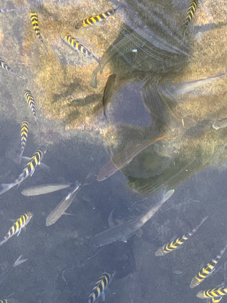 Goatfish (Mulloidichthys dentatus) — Mullidae