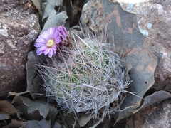 Echinofossulocactus ochoterenaus