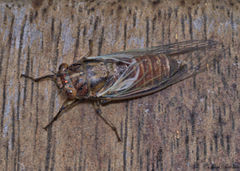 Gelidea torrida
