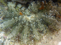 Actinostella bradleyi