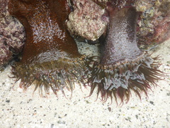 Bunodosoma californica